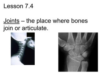 Lesson 7.4

Joints – the place where bones
join or articulate.
 