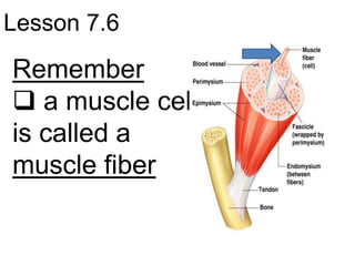 Lesson 7.6
Remember
 a muscle cell
is called a
muscle fiber
 