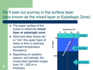  The upper surface of the
ocean is called the mixed
layer or epipelagic zone.
 Wind and other forces stir
or “mix” this upper layer of
water to form a relatively
constant temperature
throughout
 Depending on weather,
season, and latitude, the
mixed layer typically ranges
from 10 – 200 m in
thickness
(Mid-Latitudes)
We’ll start our journey in the surface layer
(also known as the mixed layer or Epipelagic Zone)
1000
50
Temperature (oC)
5 10 20 30
Depth(m)
thermocline
mixed
deep ocean
6
 