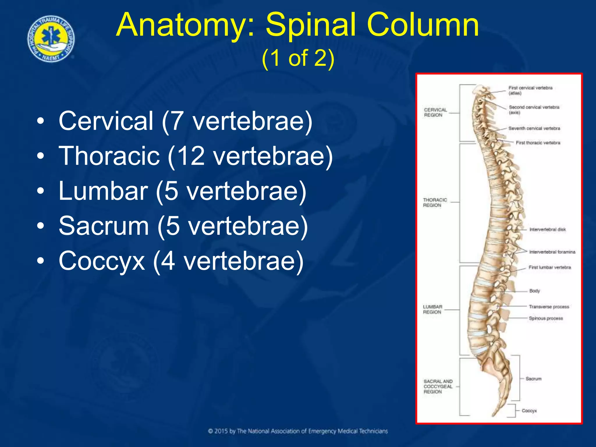 Anatomy: Spinal Column
(1 of 2)
• Cervical (7 vertebrae)
• Thoracic (12 vertebrae)
• Lumbar (5 vertebrae)
• Sacrum (5 vertebrae)
• Coccyx (4 vertebrae)
 
