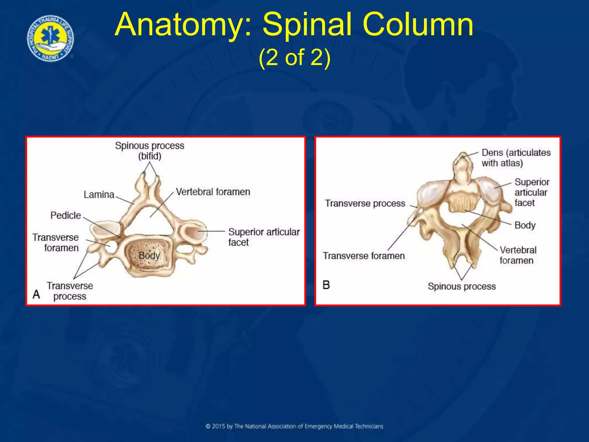 Anatomy: Spinal Column
(2 of 2)
 