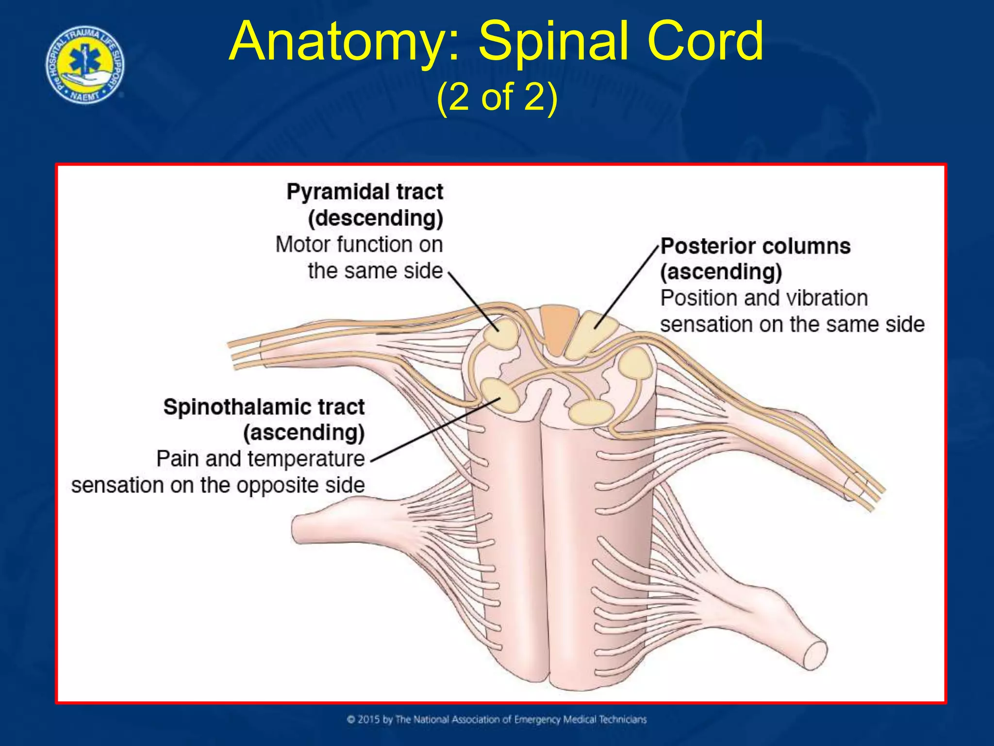 Anatomy: Spinal Cord
(2 of 2)
 