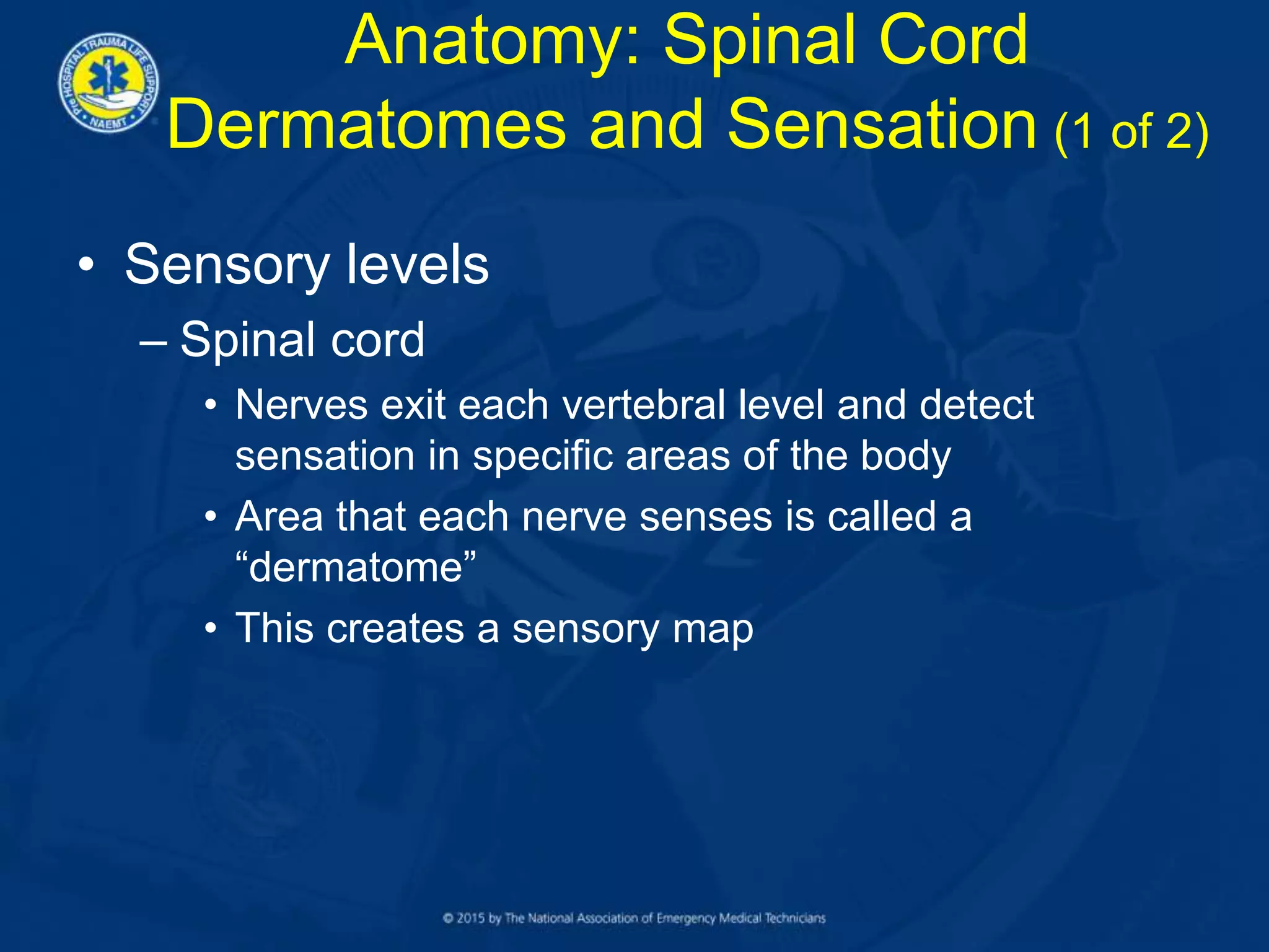 Anatomy: Spinal Cord
Dermatomes and Sensation (1 of 2)
• Sensory levels
– Spinal cord
• Nerves exit each vertebral level and detect
sensation in specific areas of the body
• Area that each nerve senses is called a
“dermatome”
• This creates a sensory map
 