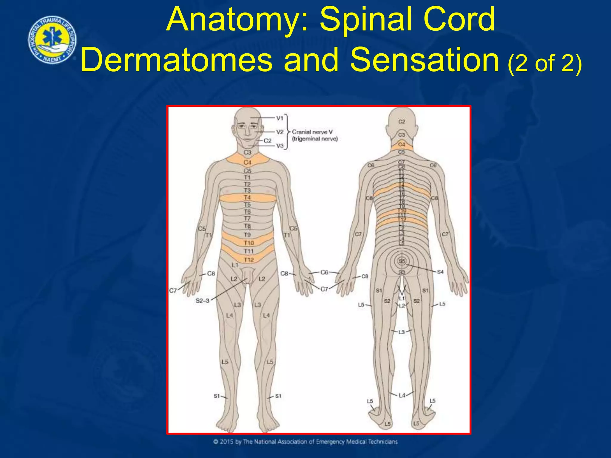 Anatomy: Spinal Cord
Dermatomes and Sensation (2 of 2)
 