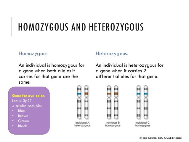 Lesson 7 Heredity