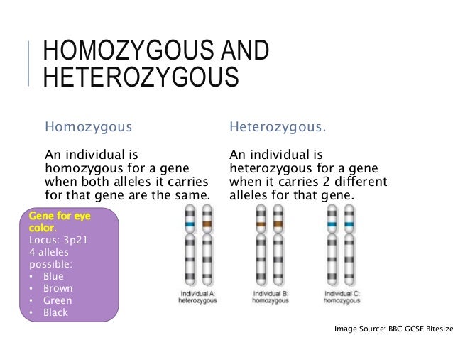 lesson 7 heredity eye color genotype chart