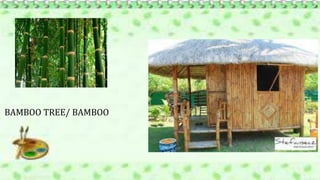 BAMBOO TREE/ BAMBOO
 