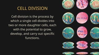 LESSON 7_Mitosis and Meiosis and their parts | PPTX