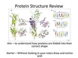 Protein Structure Review
Aim – to understand how proteins are folded into their
correct shape
Starter – Without looking in your notes draw and amino
acid
 