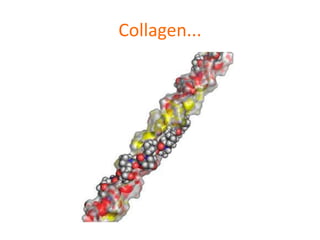 Collagen...
 