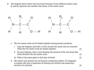Lesson 7 protein structure review