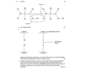 Lesson 7 protein structure review