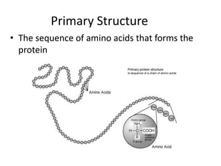 Primary Structure
• The sequence of amino acids that forms the
protein
 
