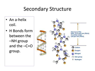 Secondary Structure
• An a-helix
coil.
• H Bonds form
between the
–NH group
and the –C=O
group.
 