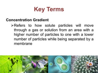 Lesson 7 Transport Mechanisms | PDF