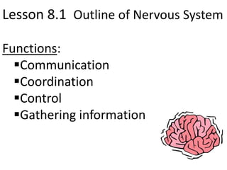 Lesson 8.1 Outline of Nervous System

Functions:
  Communication
  Coordination
  Control
  Gathering information
 