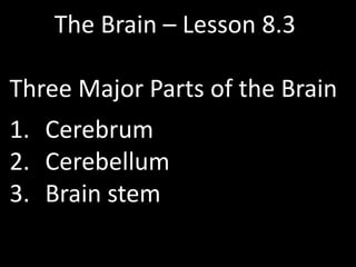 The Brain – Lesson 8.3

Three Major Parts of the Brain
1. Cerebrum
2. Cerebellum
3. Brain stem
 