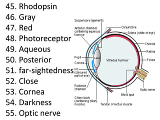 45. Rhodopsin
46. Gray
47. Red
48. Photoreceptor
49. Aqueous
50. Posterior
51. far-sightedness
52. Close
53. Cornea
54. Darkness
55. Optic nerve
 