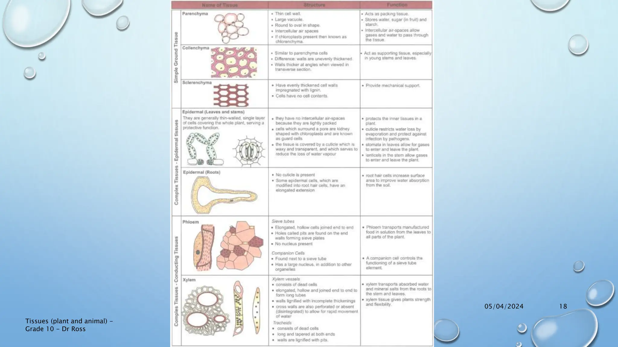 Lesson 8 - Plant and Animal Tissues.pptx