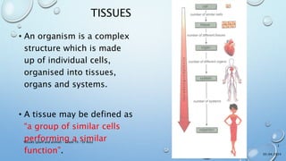 Lesson 8 - Plant and Animal Tissues.pptx