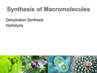 Synthesis of Macromolecules
Dehydration Synthesis
Hydrolysis
 