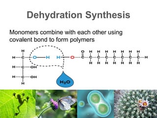 Dehydration Synthesis
Monomers combine with each other using
covalent bond to form polymers
 