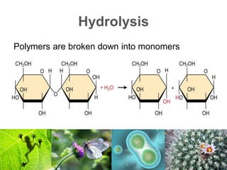 Hydrolysis
Polymers are broken down into monomers
 