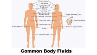 Common Body Fluids
 