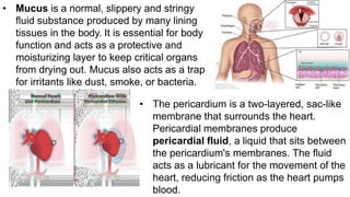 • Mucus is a normal, slippery and stringy
fluid substance produced by many lining
tissues in the body. It is essential for body
function and acts as a protective and
moisturizing layer to keep critical organs
from drying out. Mucus also acts as a trap
for irritants like dust, smoke, or bacteria.
• The pericardium is a two-layered, sac-like
membrane that surrounds the heart.
Pericardial membranes produce
pericardial fluid, a liquid that sits between
the pericardium's membranes. The fluid
acts as a lubricant for the movement of the
heart, reducing friction as the heart pumps
blood.
 