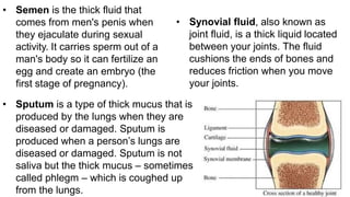 • Semen is the thick fluid that
comes from men's penis when
they ejaculate during sexual
activity. It carries sperm out of a
man's body so it can fertilize an
egg and create an embryo (the
first stage of pregnancy).
• Sputum is a type of thick mucus that is
produced by the lungs when they are
diseased or damaged. Sputum is
produced when a person’s lungs are
diseased or damaged. Sputum is not
saliva but the thick mucus – sometimes
called phlegm – which is coughed up
from the lungs.
• Synovial fluid, also known as
joint fluid, is a thick liquid located
between your joints. The fluid
cushions the ends of bones and
reduces friction when you move
your joints.
 