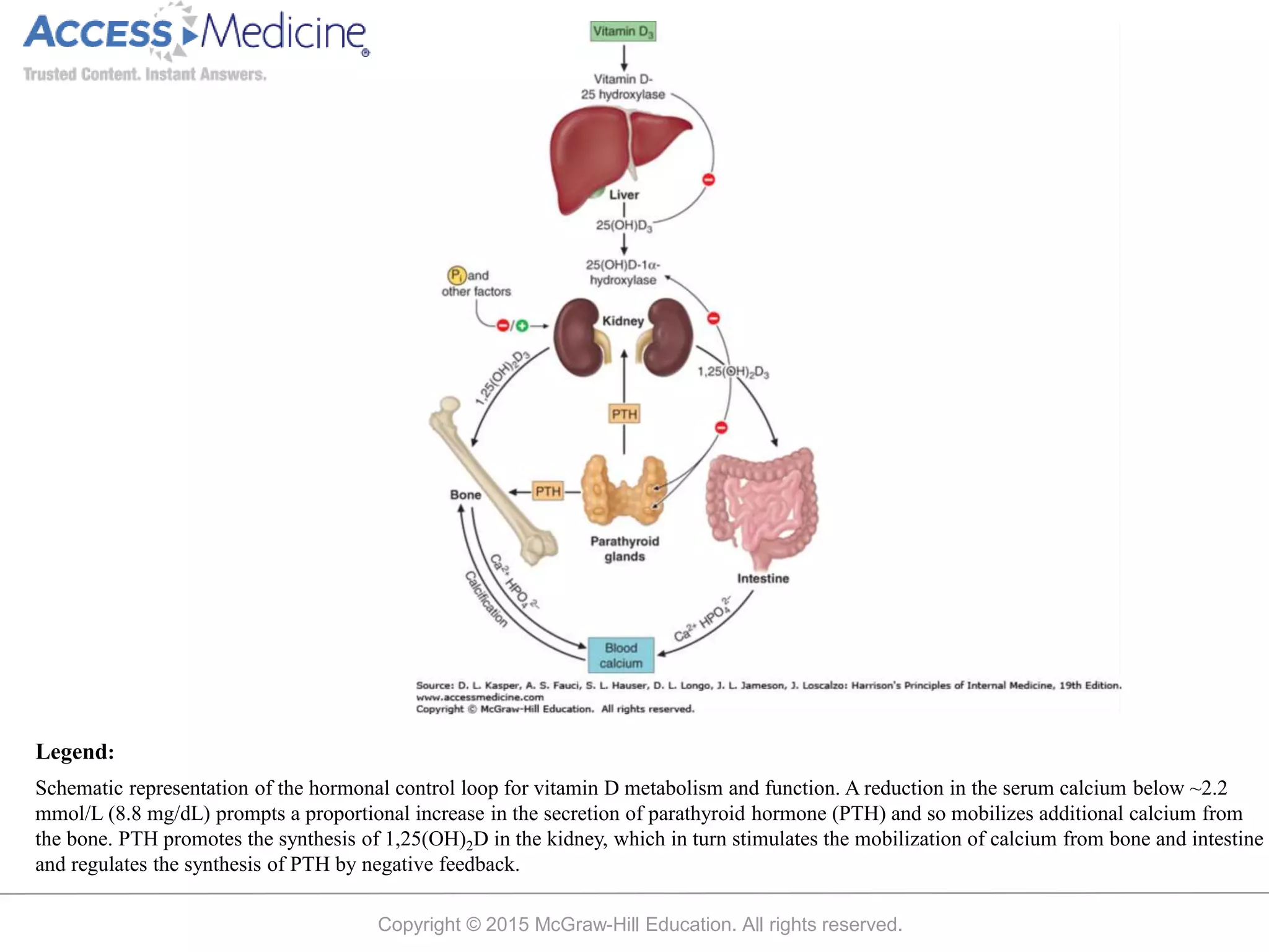 Copyright © 2015 McGraw-Hill Education. All rights reserved.
Schematic representation of the hormonal control loop for vitamin D metabolism and function. A reduction in the serum calcium below ~2.2
mmol/L (8.8 mg/dL) prompts a proportional increase in the secretion of parathyroid hormone (PTH) and so mobilizes additional calcium from
the bone. PTH promotes the synthesis of 1,25(OH)2D in the kidney, which in turn stimulates the mobilization of calcium from bone and intestine
and regulates the synthesis of PTH by negative feedback.
Legend:
 