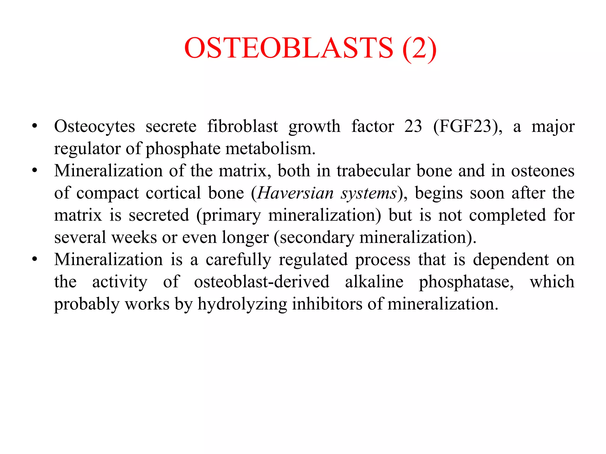 • Osteocytes secrete fibroblast growth factor 23 (FGF23), a major
regulator of phosphate metabolism.
• Mineralization of the matrix, both in trabecular bone and in osteones
of compact cortical bone (Haversian systems), begins soon after the
matrix is secreted (primary mineralization) but is not completed for
several weeks or even longer (secondary mineralization).
• Mineralization is a carefully regulated process that is dependent on
the activity of osteoblast-derived alkaline phosphatase, which
probably works by hydrolyzing inhibitors of mineralization.
OSTEOBLASTS (2)
 