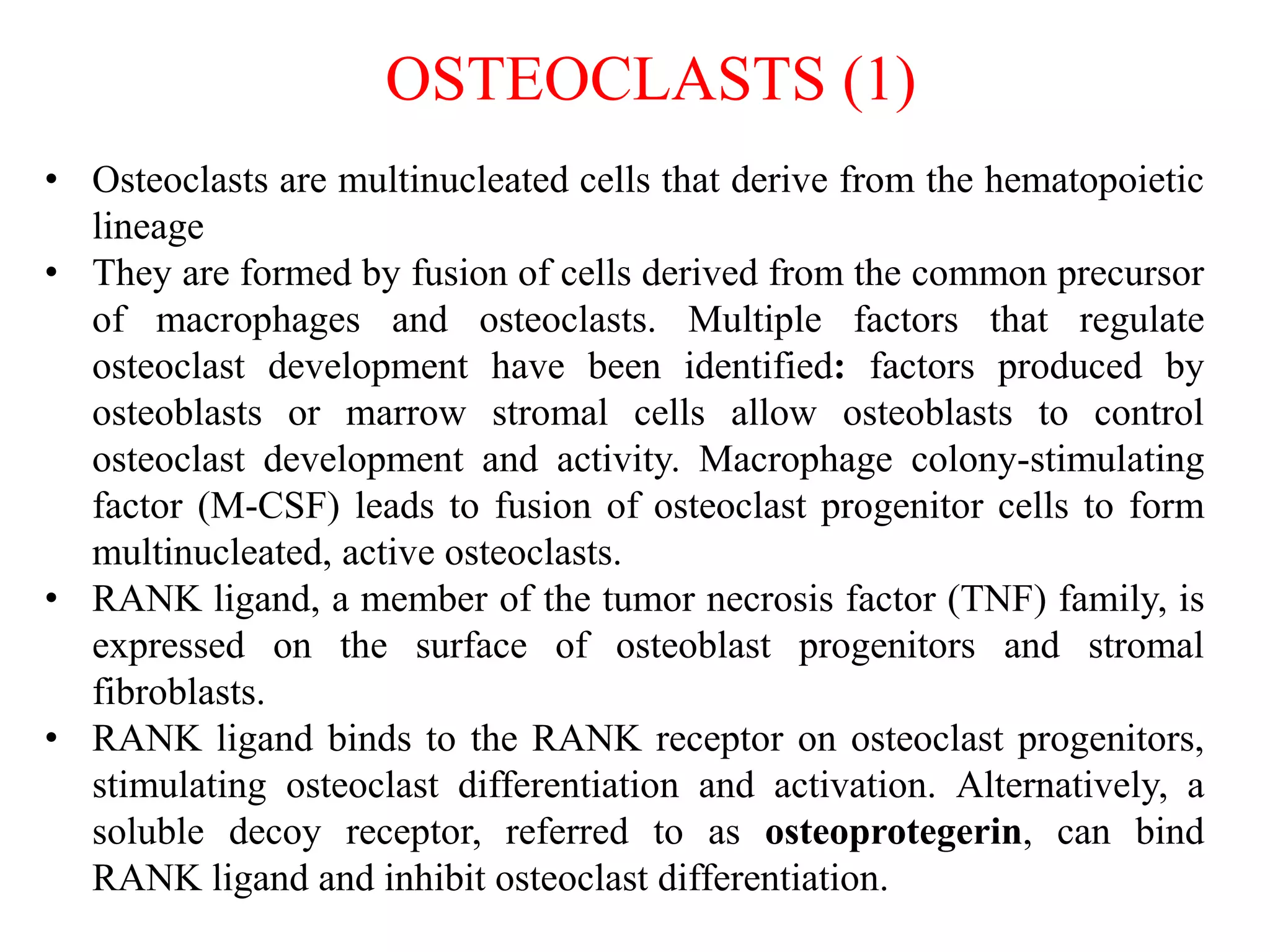 • Osteoclasts are multinucleated cells that derive from the hematopoietic
lineage
• They are formed by fusion of cells derived from the common precursor
of macrophages and osteoclasts. Multiple factors that regulate
osteoclast development have been identified: factors produced by
osteoblasts or marrow stromal cells allow osteoblasts to control
osteoclast development and activity. Macrophage colony-stimulating
factor (M-CSF) leads to fusion of osteoclast progenitor cells to form
multinucleated, active osteoclasts.
• RANK ligand, a member of the tumor necrosis factor (TNF) family, is
expressed on the surface of osteoblast progenitors and stromal
fibroblasts.
• RANK ligand binds to the RANK receptor on osteoclast progenitors,
stimulating osteoclast differentiation and activation. Alternatively, a
soluble decoy receptor, referred to as osteoprotegerin, can bind
RANK ligand and inhibit osteoclast differentiation.
OSTEOCLASTS (1)
 