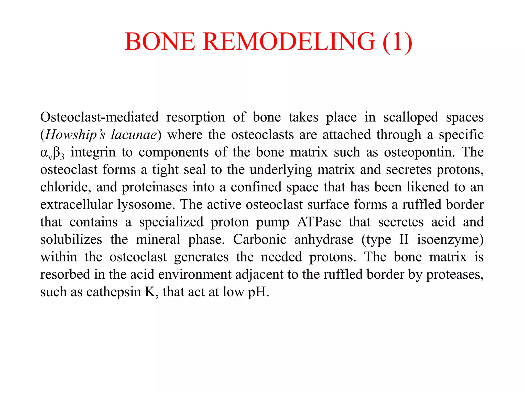 Osteoclast-mediated resorption of bone takes place in scalloped spaces
(Howship’s lacunae) where the osteoclasts are attached through a specific
αvβ3 integrin to components of the bone matrix such as osteopontin. The
osteoclast forms a tight seal to the underlying matrix and secretes protons,
chloride, and proteinases into a confined space that has been likened to an
extracellular lysosome. The active osteoclast surface forms a ruffled border
that contains a specialized proton pump ATPase that secretes acid and
solubilizes the mineral phase. Carbonic anhydrase (type II isoenzyme)
within the osteoclast generates the needed protons. The bone matrix is
resorbed in the acid environment adjacent to the ruffled border by proteases,
such as cathepsin K, that act at low pH.
BONE REMODELING (1)
 