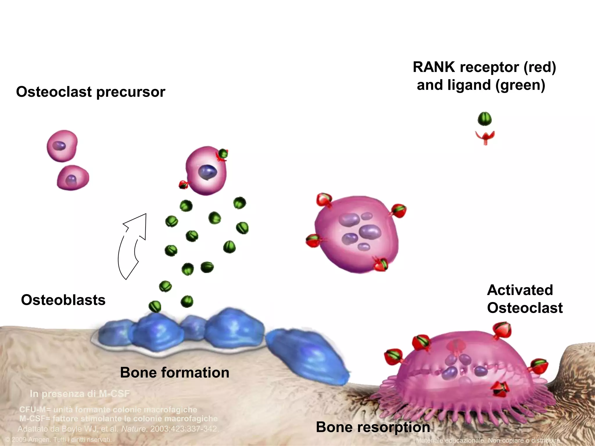 Osteoblasti
Osteoclasti
attivati
CFU-M Pre-osteoclasti
Osteoclasti
multinucleati
Ormoni
Fattori di crescita
Citochine
RANKL
RANK
Bone formation
Bone resorptionAdattato da Boyle WJ, et al. Nature. 2003;423:337-342.
In presenza di M-CSF
CFU-M= unità formante colonie macrofagiche
M-CSF= fattore stimolante le colonie macrofagiche
Materiale educazionale. Non copiare o distribuire.© 2009 Amgen. Tutti i diritti riservati.
Osteoclast precursor
RANK receptor (red)
and ligand (green)
Osteoblasts
Activated
Osteoclast
 