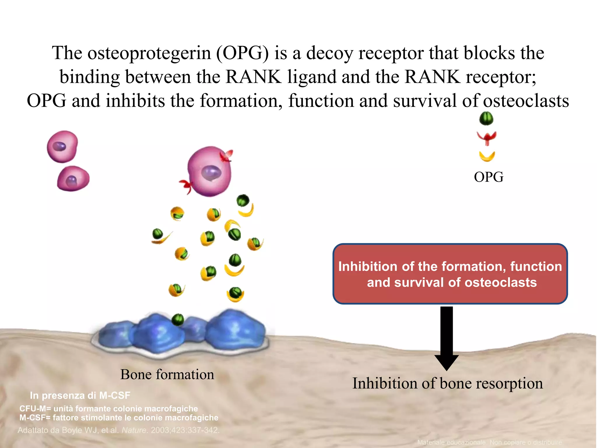 Ormoni
Fattori di crescita
Citochine
RANKL
RANK
OPG
Bone formation
Adattato da Boyle WJ, et al. Nature. 2003;423:337-342.
Inhibition of bone resorption
Inhibition of the formation, function
and survival of osteoclasts
CFU-M Pre-osteoclasti
In presenza di M-CSF
Materiale educazionale. Non copiare o distribuire.
Osteoblasti
The osteoprotegerin (OPG) is a decoy receptor that blocks the
binding between the RANK ligand and the RANK receptor;
OPG and inhibits the formation, function and survival of osteoclasts
CFU-M= unità formante colonie macrofagiche
M-CSF= fattore stimolante le colonie macrofagiche
OPG
 