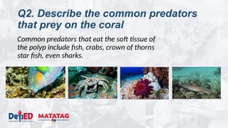 Q2. Describe the common predators
that prey on the coral
Common predators that eat the soft tissue of
the polyp include fish, crabs, crown of thorns
star fish, even sharks.
 