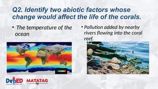 Q2. Identify two abiotic factors whose
change would affect the life of the corals.
• The temperature of the
ocean
• Pollution added by nearby
rivers flowing into the coral
reef.
 
