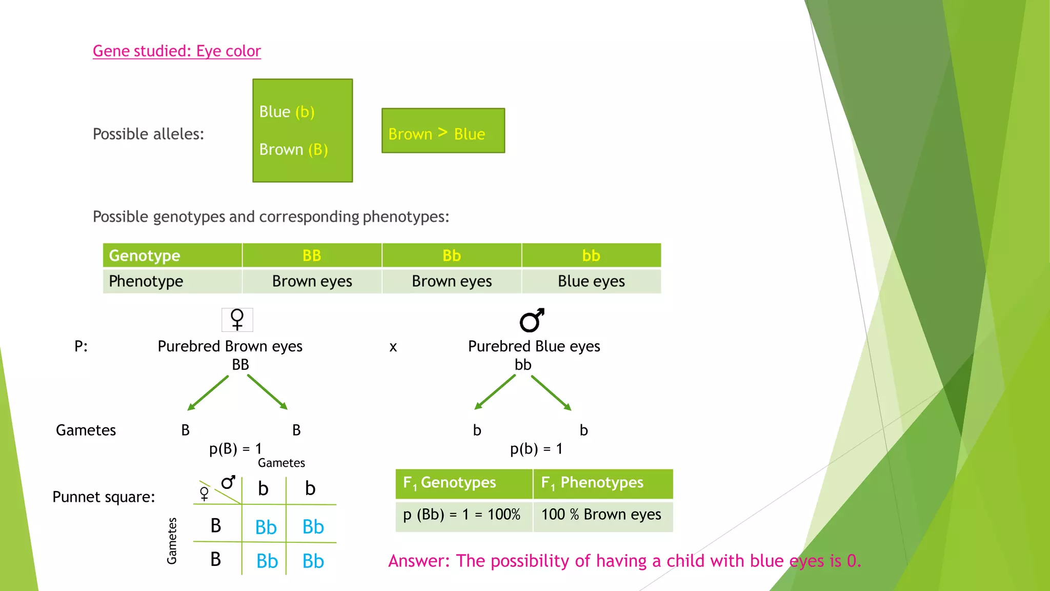P: Purebred Brown eyes x Purebred Blue eyes
BB bb
Punnet square:
Gametes
B
B
b b
Bb Bb
Bb Bb
Gametes
Answer: The possibility of having a child with blue eyes is 0.
F1 Genotypes F1 Phenotypes
p (Bb) = 1 = 100% 100 % Brown eyes
Gametes B B b b
p(B) = 1 p(b) = 1
 