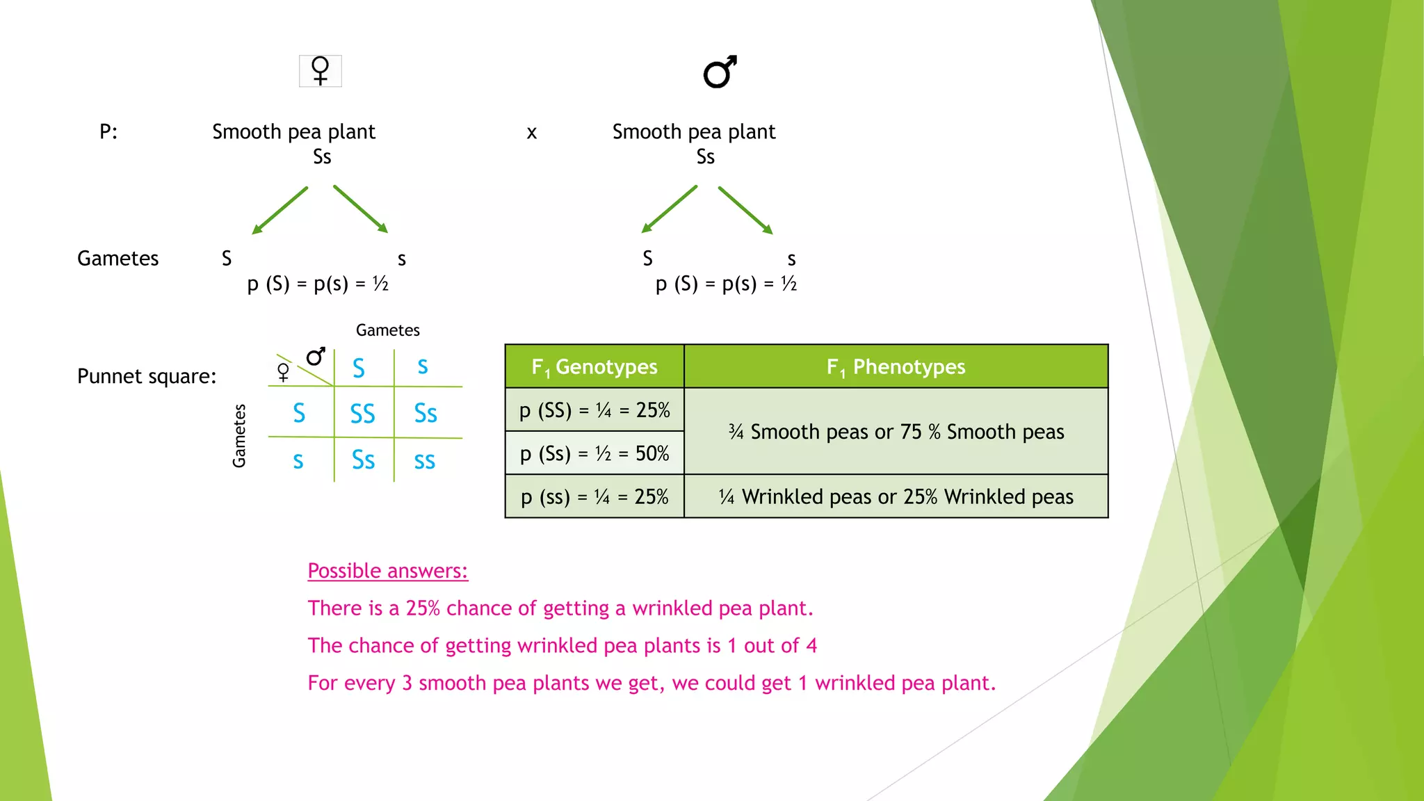 P: Smooth pea plant x Smooth pea plant
Ss Ss
Gametes S s S s
p (S) = p(s) = ½ p (S) = p(s) = ½
Punnet square:
Gametes
Gametes
SS Ss
Ss ss
S
S
s
s F1 Genotypes F1 Phenotypes
p (SS) = ¼ = 25%
¾ Smooth peas or 75 % Smooth peas
p (Ss) = ½ = 50%
p (ss) = ¼ = 25% ¼ Wrinkled peas or 25% Wrinkled peas
Possible answers:
There is a 25% chance of getting a wrinkled pea plant.
The chance of getting wrinkled pea plants is 1 out of 4
For every 3 smooth pea plants we get, we could get 1 wrinkled pea plant.
 