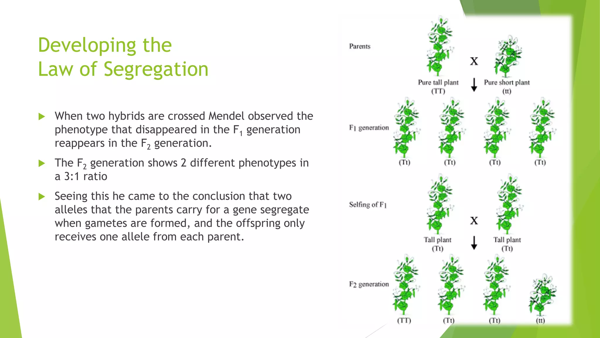 Developing the
Law of Segregation
 When two hybrids are crossed Mendel observed the
phenotype that disappeared in the F1 generation
reappears in the F2 generation.
 The F2 generation shows 2 different phenotypes in
a 3:1 ratio
 Seeing this he came to the conclusion that two
alleles that the parents carry for a gene segregate
when gametes are formed, and the offspring only
receives one allele from each parent.
 