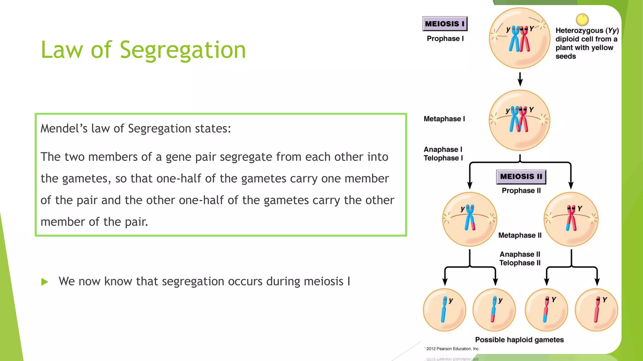Law of Segregation
Mendel’s law of Segregation states:
The two members of a gene pair segregate from each other into
the gametes, so that one-half of the gametes carry one member
of the pair and the other one-half of the gametes carry the other
member of the pair.
 We now know that segregation occurs during meiosis I
 