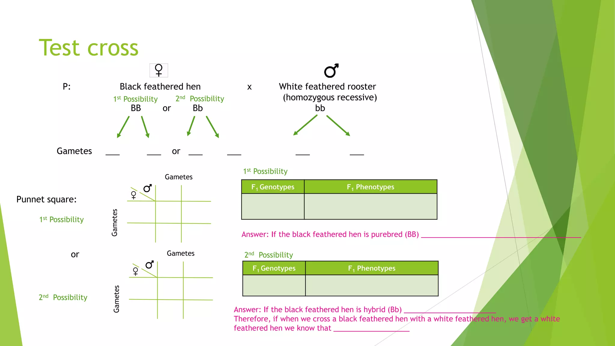 P: Black feathered hen x White feathered rooster
(homozygous recessive)
BB or Bb bb
Gametes ___ ___ or ___ ___ ___ ___
Punnet square:
Gametes
Gametes
Answer: If the black feathered hen is purebred (BB) ________________________________________
Test cross
Gametes
Gametes
or
Answer: If the black feathered hen is hybrid (Bb) _______________________
Therefore, if when we cross a black feathered hen with a white feathered hen, we get a white
feathered hen we know that ___________________
F1 Genotypes F1 Phenotypes
F1 Genotypes F1 Phenotypes
1st Possibility
2nd Possibility
1st Possibility 2nd Possibility
1st Possibility
2nd Possibility
 