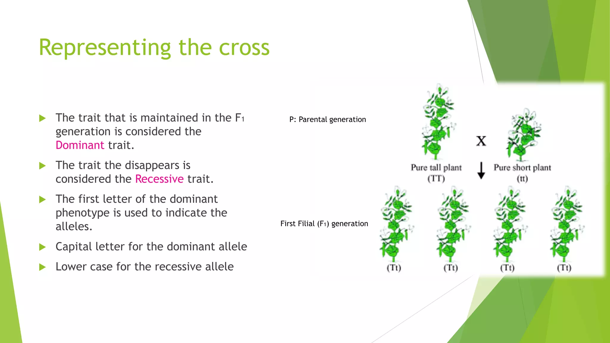 Representing the cross
 The trait that is maintained in the F1
generation is considered the
Dominant trait.
 The trait the disappears is
considered the Recessive trait.
 The first letter of the dominant
phenotype is used to indicate the
alleles.
 Capital letter for the dominant allele
 Lower case for the recessive allele
P: Parental generation
First Filial (F1) generation
 