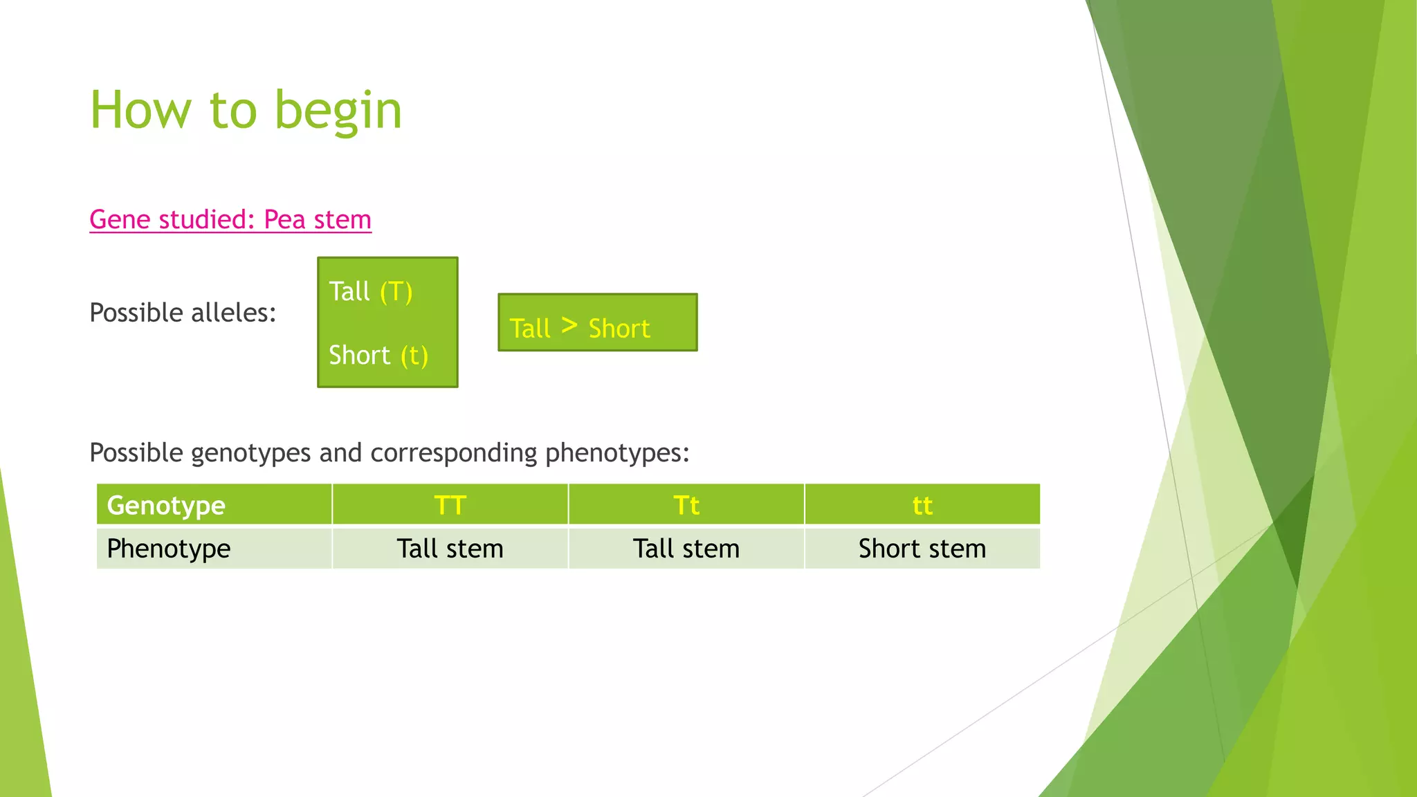 How to begin
Gene studied: Pea stem
Possible alleles:
Possible genotypes and corresponding phenotypes:
Tall (T)
Short (t)
Tall > Short
Genotype TT Tt tt
Phenotype Tall stem Tall stem Short stem
 