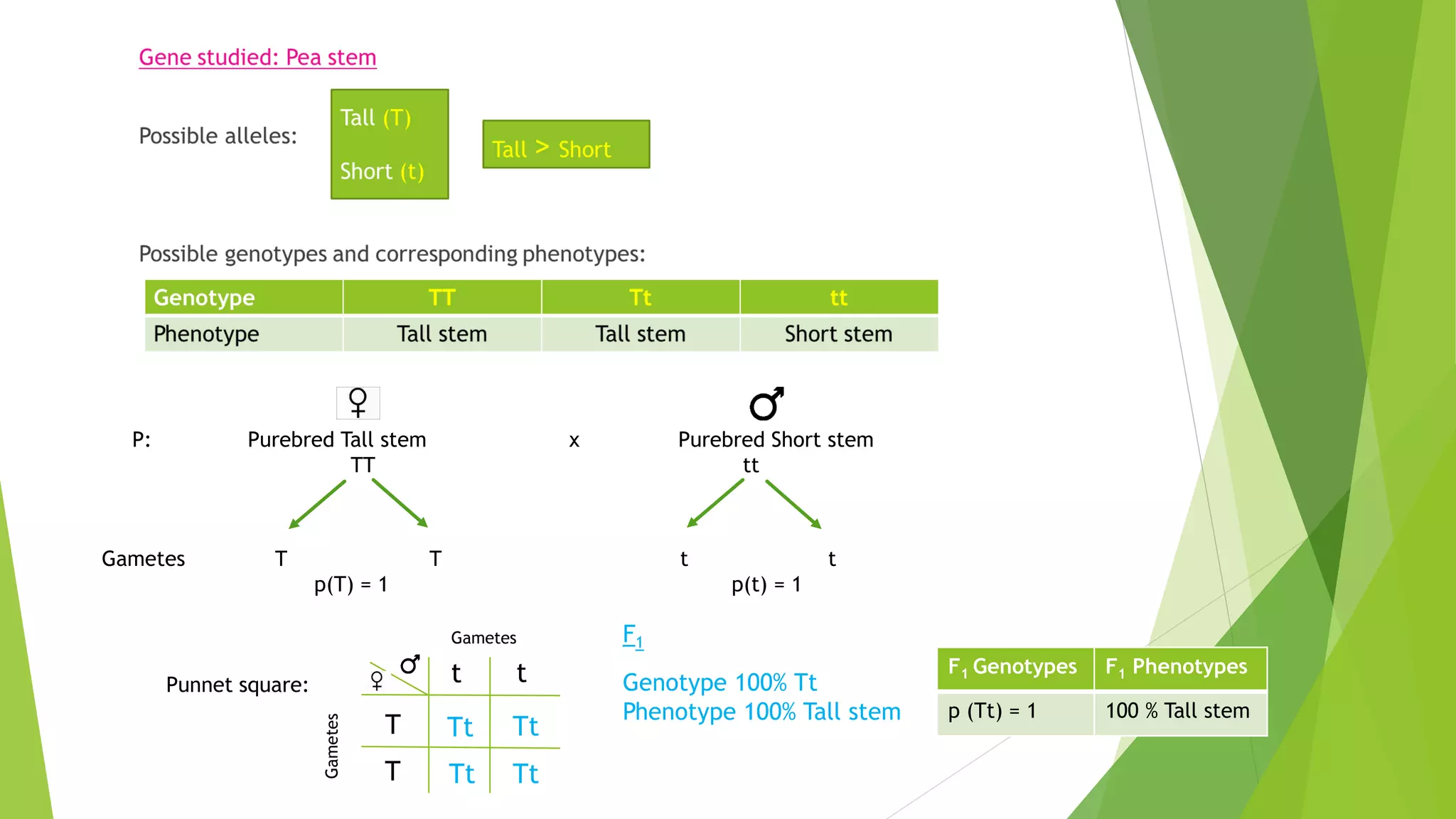 P: Purebred Tall stem x Purebred Short stem
TT tt
Gametes T T t t
p(T) = 1 p(t) = 1
Punnet square:
Gametes
T
T
t t
Tt Tt
Tt Tt
Gametes
F1
Genotype 100% Tt
Phenotype 100% Tall stem
F1 Genotypes F1 Phenotypes
p (Tt) = 1 100 % Tall stem
 