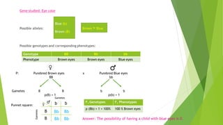 P: Purebred Brown eyes x Purebred Blue eyes
BB bb
Punnet square:
Gametes
B
B
b b
Bb Bb
Bb Bb
Gametes
Answer: The possibility of having a child with blue eyes is 0.
F1 Genotypes F1 Phenotypes
p (Bb) = 1 = 100% 100 % Brown eyes
Gametes B B b b
p(B) = 1 p(b) = 1
 