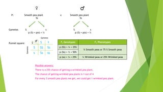 P: Smooth pea plant x Smooth pea plant
Ss Ss
Gametes S s S s
p (S) = p(s) = ½ p (S) = p(s) = ½
Punnet square:
Gametes
Gametes
SS Ss
Ss ss
S
S
s
s F1 Genotypes F1 Phenotypes
p (SS) = ¼ = 25%
¾ Smooth peas or 75 % Smooth peas
p (Ss) = ½ = 50%
p (ss) = ¼ = 25% ¼ Wrinkled peas or 25% Wrinkled peas
Possible answers:
There is a 25% chance of getting a wrinkled pea plant.
The chance of getting wrinkled pea plants is 1 out of 4
For every 3 smooth pea plants we get, we could get 1 wrinkled pea plant.
 