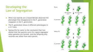 Developing the
Law of Segregation
 When two hybrids are crossed Mendel observed the
phenotype that disappeared in the F1 generation
reappears in the F2 generation.
 The F2 generation shows 2 different phenotypes in
a 3:1 ratio
 Seeing this he came to the conclusion that two
alleles that the parents carry for a gene segregate
when gametes are formed, and the offspring only
receives one allele from each parent.
 