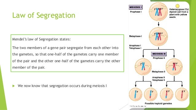 what is genetic theory of state